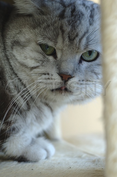 BRITISH SHORTHAIR 026.jpg